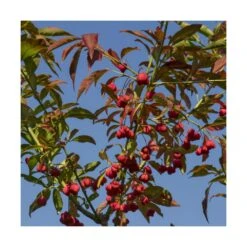 Fusain D'europe Europaeus/pot De 3l - 40/60 Cm -Terre et Verdure 63f4ba42a54d26.48055387