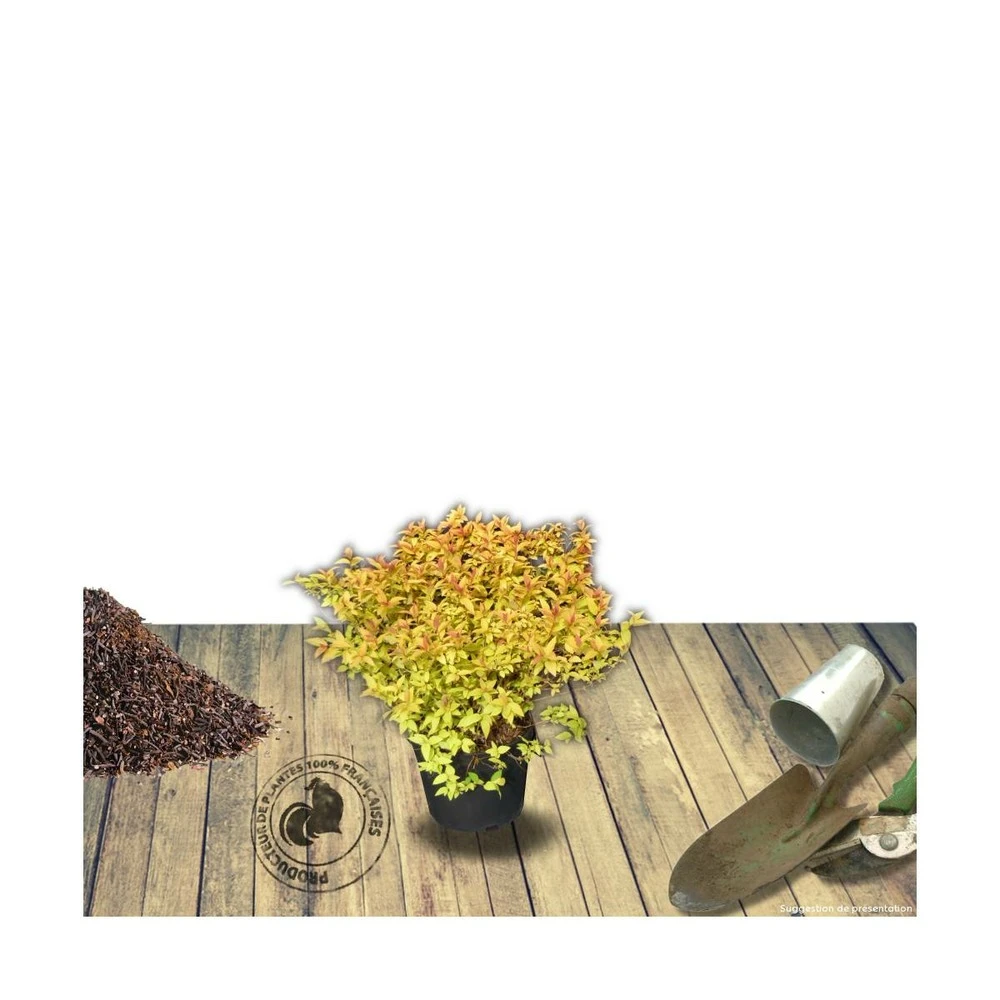 Spirée Japonica Golden Princess/pot De 3l - 20/40 Cm 3 Spirée Japonica Golden Princess/pot De 3l - 20/40 Cm