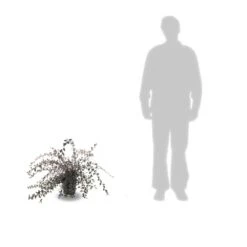 Cotoneaster Lacteus/pot De 3l - 40/60 Cm -Terre et Verdure 63f4ba6ae73968.45907339