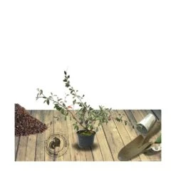 Cotoneaster Lacteus/pot De 3l - 40/60 Cm -Terre et Verdure 63f4ba6b0a6a27.99695147