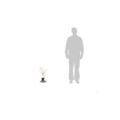 Cornouiller Soyeux Stolonifera Kelsey/pot De 4l - 40/60 Cm -Terre et Verdure 63f4ba6c4579c5.36459365