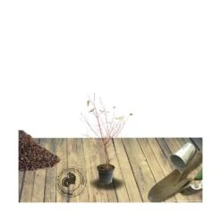 Cornouiller Soyeux Stolonifera Kelsey/pot De 4l - 40/60 Cm -Terre et Verdure 63f4ba6c51ae04.98267982