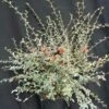 Cotoneaster Franchetti/pot De 7,5l - 60/80 Cm -Terre et Verdure 63f4ba702f1291.08479871