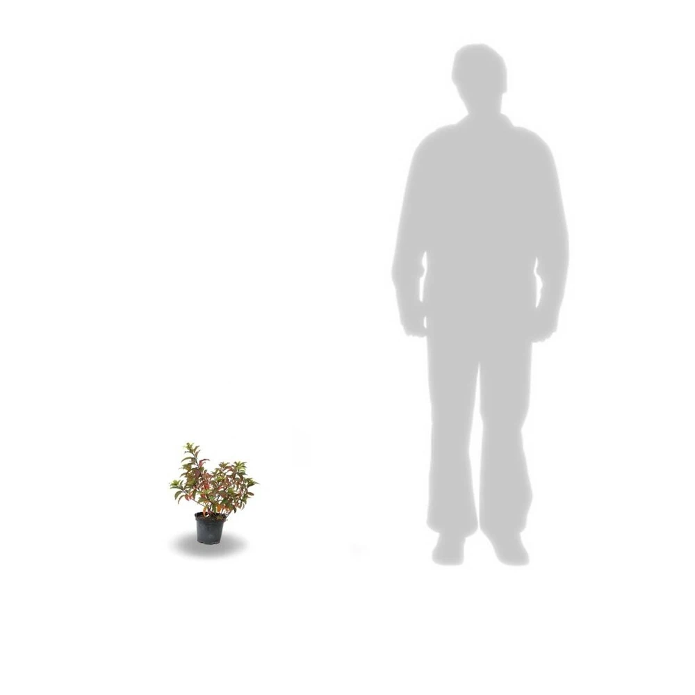 Hortensia Paniculata Kyushu/pot De 4l 5 Hortensia Paniculata Kyushu/pot De 4l – Image 3