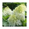 Hortensia Paniculata Silver Dollar/pot De 4l - 40/60 Cm 2 Hortensia Paniculata Silver Dollar/pot De 4l - 40/60 Cm -Terre et Verdure 63f4bb03b76d58.54859328