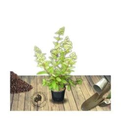 Hortensia Paniculata Silver Dollar/pot De 4l - 40/60 Cm -Terre et Verdure 63f4bb03bafe37.15670869