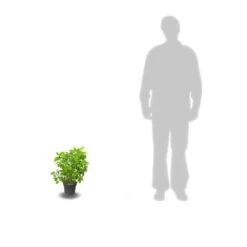 Hortensia De Virginie Arborescens Pink Annabelle®/pot De 4l - 40/60 Cm -Terre et Verdure 63f4bb0520f0f3.99092342