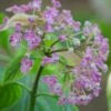 Hortensia De Virginie Arborescens Pink Annabelle®/pot De 4l - 40/60 Cm -Terre et Verdure 63f4bb05293266.01422703