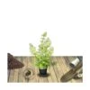 Hortensia Paniculata Limelight/pot De 4l - 40/60 Cm 2 Hortensia Paniculata Limelight/pot De 4l - 40/60 Cm -Terre et Verdure 63f4bb065a4914.97128624