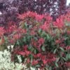 Photinia X Fraseri Red Robin/pot De 5l - 80/100 Cm -Terre et Verdure 63f4bba97310c6.06441377