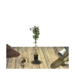 Clématite Montana Wilsonii/pot De 1,5l -Terre et Verdure 63f4c9cb317141.45458130