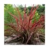Herbe Aux écouvillons Setaceum Firework/pot De 3l - 20/40 Cm -Terre et Verdure 63f4cb0222d4d6.42050289