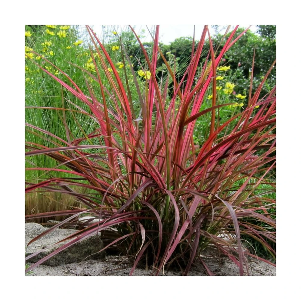 Herbe Aux écouvillons Setaceum Firework/pot De 3l - 20/40 Cm 3 Herbe Aux écouvillons Setaceum Firework/pot De 3l - 20/40 Cm