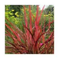 Herbe Aux écouvillons Setaceum Firework/pot De 3l - 20/40 Cm 7 Herbe Aux écouvillons Setaceum Firework/pot De 3l - 20/40 Cm -Terre et Verdure 63f4cb0226db87.68239815