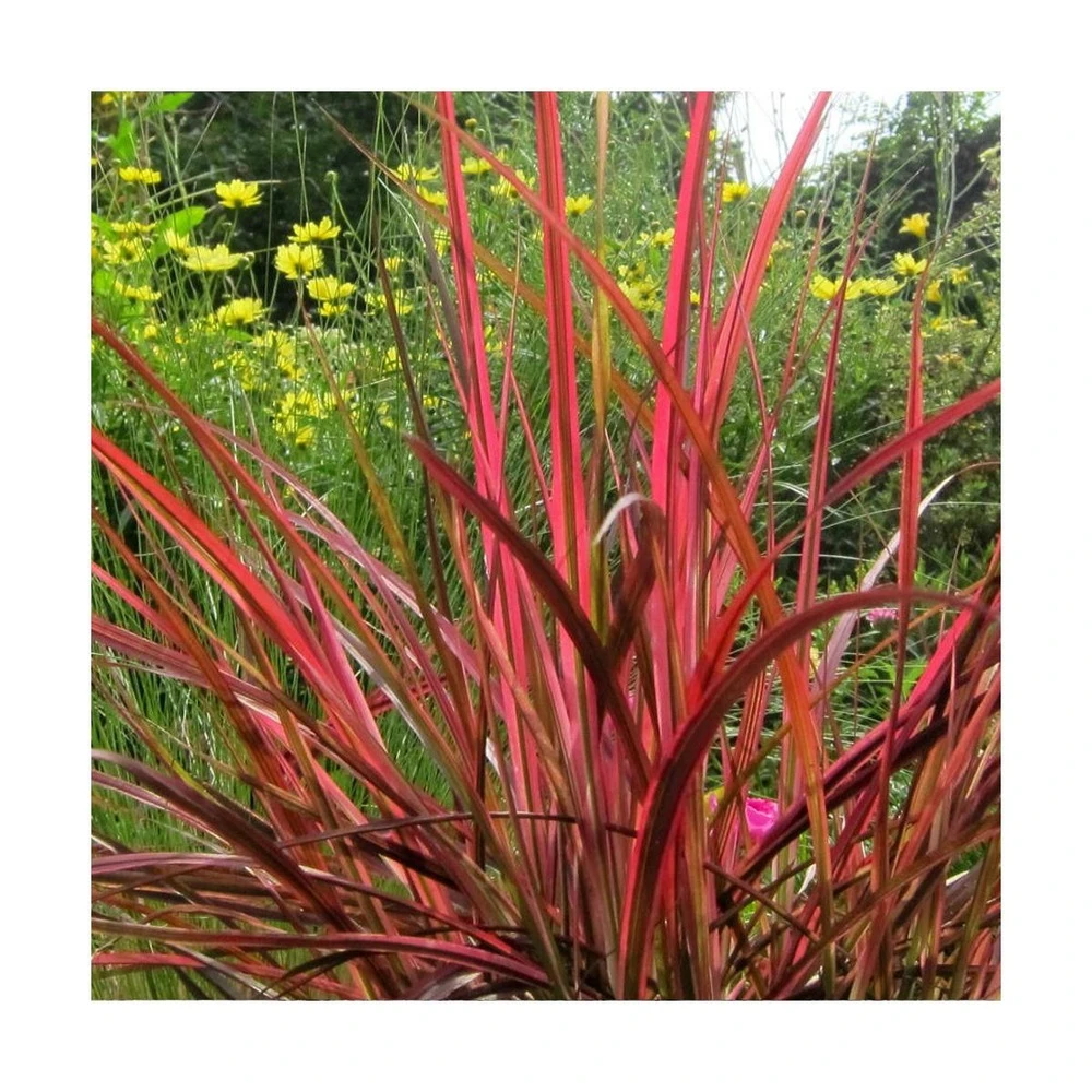 Herbe Aux écouvillons Setaceum Firework/pot De 3l - 20/40 Cm 4 Herbe Aux écouvillons Setaceum Firework/pot De 3l - 20/40 Cm – Image 2