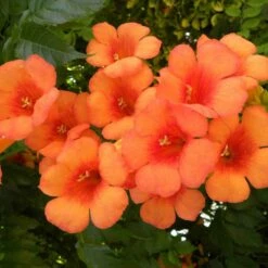 Bignone X Tagliabuana Indian Summer® 'kudian'/pot De 1l - Tuteur 60 Cm