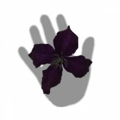 Clématite Viticella Dark Eyes/pot De 3l - Echelle Bambou 60/120 Cm -Terre et Verdure 63f4cd7fd164a2.29375399