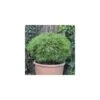 Pin Noir Nigra Marie Bregeon®/pot De 3l - 20/40 Cm 2 Pin Noir Nigra Marie Bregeon®/pot De 3l - 20/40 Cm -Terre et Verdure 63f4ce71dd4211.50665334