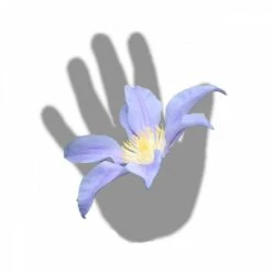 Clématite Integrifolia Blue River® 'zoblueriver'/pot De 3l - Echelle Bambou 60/120 Cm -Terre et Verdure 63f4cebbd865d8.12957379