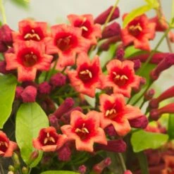 Bignone Capreolata Atrosanguinea/pot De 1,5l - Tuteur Bambou 30/60 Cm 10 Bignone Capreolata Atrosanguinea/pot De 1,5l - Tuteur Bambou 30/60 Cm -Terre et Verdure 63f4cef710d0e6.83953406