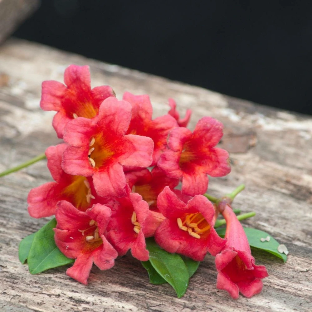 Bignone Capreolata Atrosanguinea/pot De 1,5l - Tuteur Bambou 30/60 Cm 3 Bignone Capreolata Atrosanguinea/pot De 1,5l - Tuteur Bambou 30/60 Cm