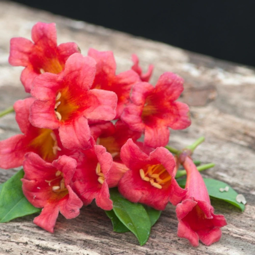 Bignone Capreolata Atrosanguinea/pot De 1,5l - Tuteur Bambou 30/60 Cm 5 Bignone Capreolata Atrosanguinea/pot De 1,5l - Tuteur Bambou 30/60 Cm – Image 3