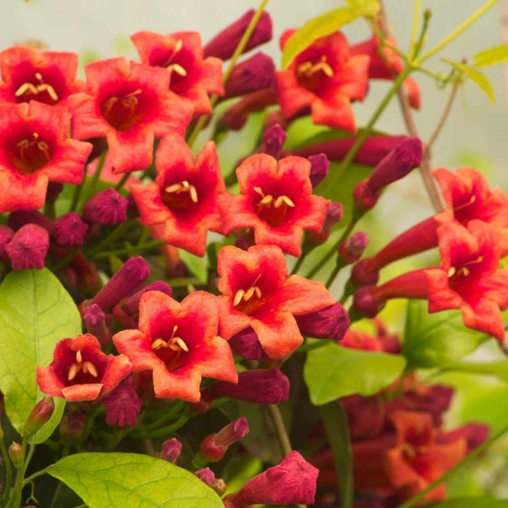 Bignone Capreolata Atrosanguinea/pot De 1,5l - Tuteur Bambou 30/60 Cm 4 Bignone Capreolata Atrosanguinea/pot De 1,5l - Tuteur Bambou 30/60 Cm – Image 2