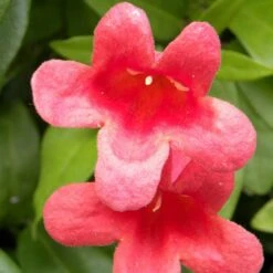 Bignone Capreolata Atrosanguinea/pot De 1,5l - Tuteur Bambou 30/60 Cm 11 Bignone Capreolata Atrosanguinea/pot De 1,5l - Tuteur Bambou 30/60 Cm -Terre et Verdure 63f4cef73d4be0.20747155