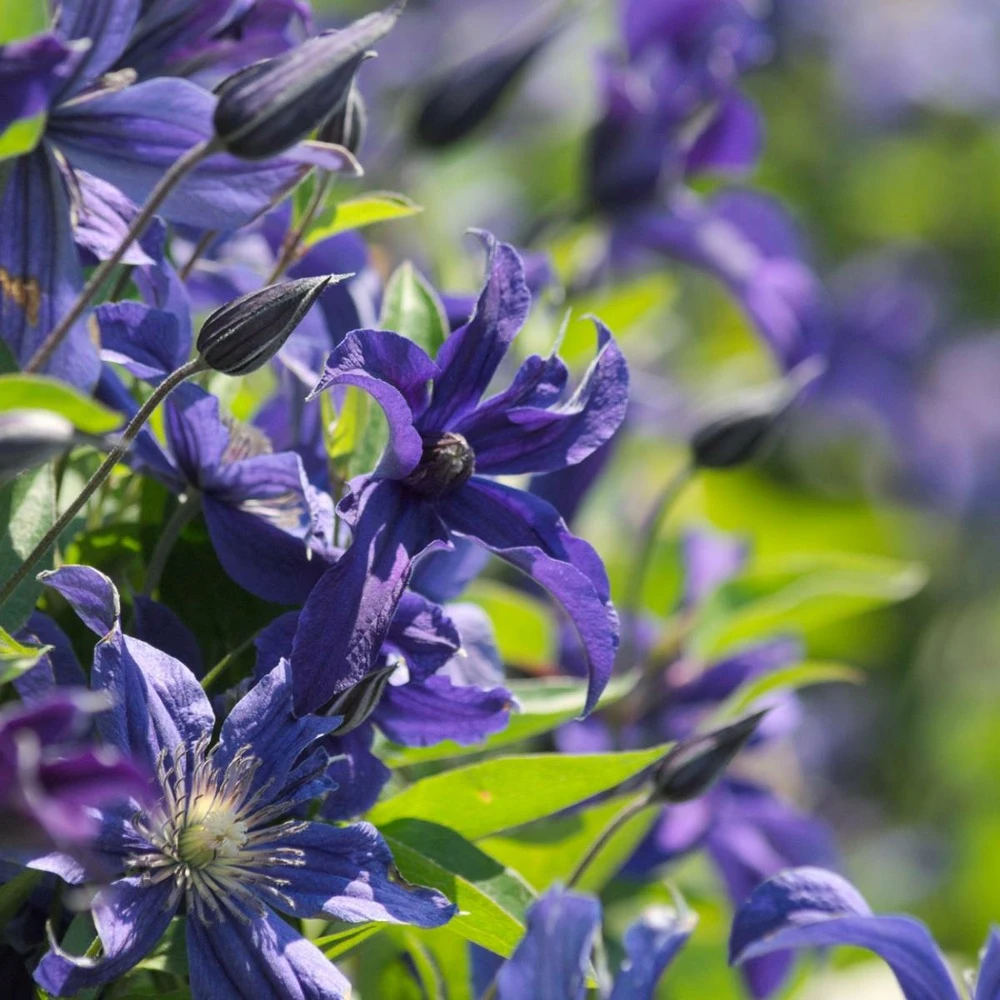 Clématite Integrifolia Saphyra® Indigo 'cleminov 51'/pot De 1,5l - Tuteur Bambou 30/60 Cm 3 Clématite Integrifolia Saphyra® Indigo 'cleminov 51'/pot De 1,5l - Tuteur Bambou 30/60 Cm