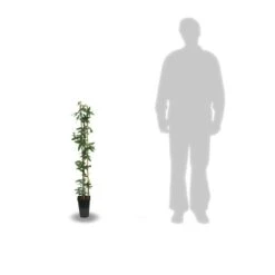 Passiflore Caerulea/pot De 3l - Echelle Bambou 60/120 Cm -Terre et Verdure 63f4cf412a9e74.46079623