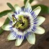 Passiflore Caerulea/pot De 3l - Echelle Bambou 60/120 Cm -Terre et Verdure 63f4cf413f94a0.33042835