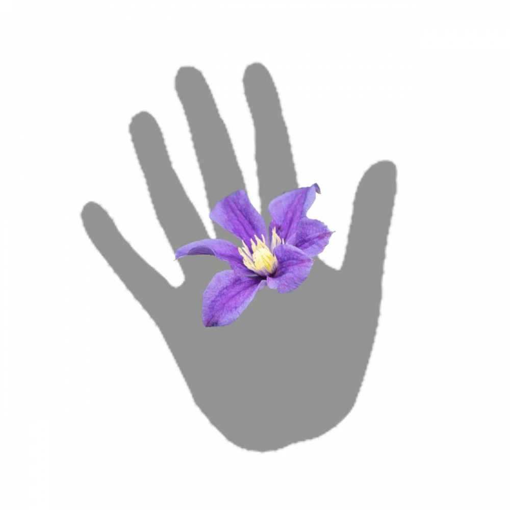 Clématite Integrifolia Arabella/pot De 3l - Echelle Bambou 60/120 Cm 6 Clématite Integrifolia Arabella/pot De 3l - Echelle Bambou 60/120 Cm – Image 4