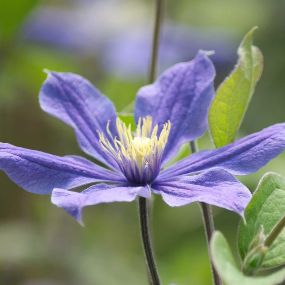 Clématite Integrifolia Arabella/pot De 3l - Echelle Bambou 60/120 Cm 3 Clématite Integrifolia Arabella/pot De 3l - Echelle Bambou 60/120 Cm