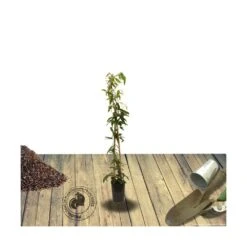 Clématite Armandii Enham Star/pot De 3l - Echelle Bambou 60/120 Cm -Terre et Verdure 63f4cf57d6a260.15793300