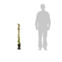 Jasmin étoilé Jasminoïdes/pot De 3l - Echelle Bambou 60/120 Cm -Terre et Verdure 63f4cf639b70b1.42780413