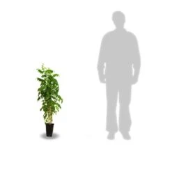 Glycine Du Japon Floribunda Alba/pot De 3l - Echelle Bambou 60/120 Cm -Terre et Verdure 63f4cf8f106217.36862265