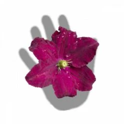 Clématite Niobe/pot De 3l - Echelle Bambou 60/120 Cm -Terre et Verdure 63f4cfc92b9b23.91620428