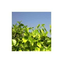 Lierre Des Colchide Colchica Dentata Variegata/pot De 3l - Echelle Bambou 60/120 Cm -Terre et Verdure 63f4cfeaeaa613.37860565