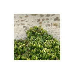 Lierre Des Colchide Colchica Dentata Variegata/pot De 3l - Echelle Bambou 60/120 Cm -Terre et Verdure 63f4cfeaedea79.37613932