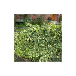 Lierre Des Colchide Colchica Dentata Variegata/pot De 3l - Echelle Bambou 60/120 Cm -Terre et Verdure 63f4cfeaf14e23.91172519