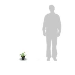 Clématite Florida Cassis™ 'evipo020'/pot De 1,5l - Tuteur Bambou 30/60 Cm -Terre et Verdure 63f4d0024fcf41.91234118