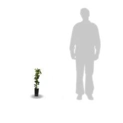 Chèvrefeuille Japonica Hall's Prolific/pot De 1,5l - Tuteur Bambou 30/60 Cm -Terre et Verdure 63f4d010891aa4.12503587