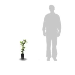 Clématite Jackmanii Jackmanii Purpurea® 'zojapur'/pot De 1,5l - Tuteur Bambou 30/60 Cm 7 Clématite Jackmanii Jackmanii Purpurea® 'zojapur'/pot De 1,5l - Tuteur Bambou 30/60 Cm -Terre et Verdure 63f4d0130e4572.06289646