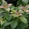 Hortensia Grimpant Anomala Var. Petiolaris Semiola® 'inovalaur'/pot De 1,5l - Tuteur Bambou 30/60 Cm -Terre et Verdure 63f4d019b265c9.14678891