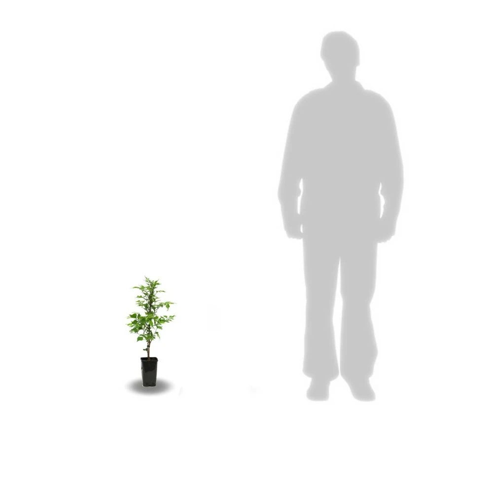 Bignone Radicans Yellow Trumpet/pot De 1l - Tuteur 60 Cm 5 Bignone Radicans Yellow Trumpet/pot De 1l - Tuteur 60 Cm – Image 3