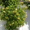 Bignone Radicans Yellow Trumpet/pot De 1l - Tuteur 60 Cm -Terre et Verdure 63f4d040d9b3f2.58498233