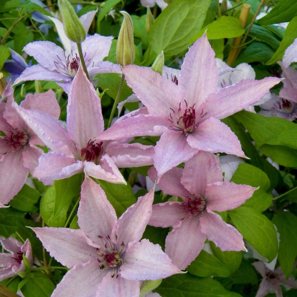 Clématite Hagley Hybrid/pot De 3l - Echelle Bambou 60/120 Cm 3 Clématite Hagley Hybrid/pot De 3l - Echelle Bambou 60/120 Cm