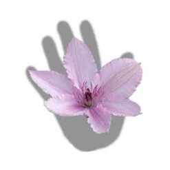 Clématite Hagley Hybrid/pot De 3l - Echelle Bambou 60/120 Cm 9 Clématite Hagley Hybrid/pot De 3l - Echelle Bambou 60/120 Cm -Terre et Verdure 63f4d042424208.54318118