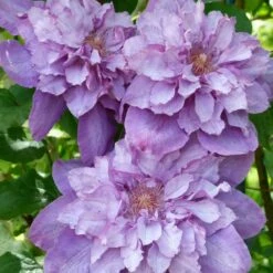 Clématite Vyvyan Pennell/pot De 1,5l - Tuteur Bambou 30/60 Cm 11 Clématite Vyvyan Pennell/pot De 1,5l - Tuteur Bambou 30/60 Cm -Terre et Verdure 63f4d0720a9112.98823519