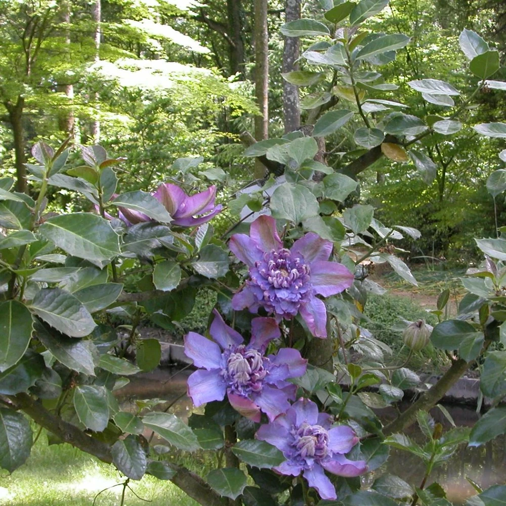 Clématite Vyvyan Pennell/pot De 1,5l - Tuteur Bambou 30/60 Cm 6 Clématite Vyvyan Pennell/pot De 1,5l - Tuteur Bambou 30/60 Cm – Image 4